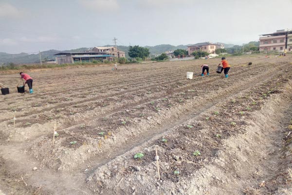 強(qiáng)惠苦瓜種植基地