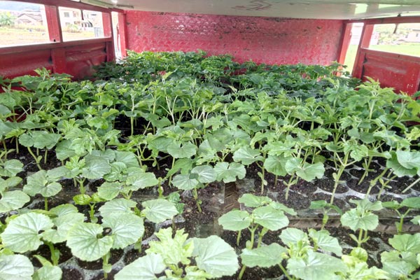 強(qiáng)惠苦瓜種植基地