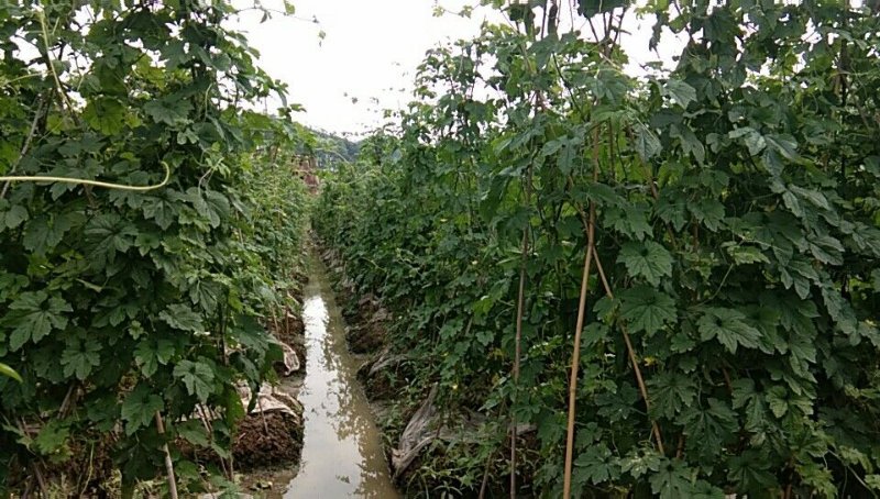 強惠苦瓜種植基地