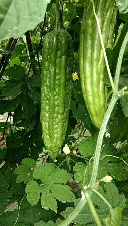 強惠苦瓜種植基地