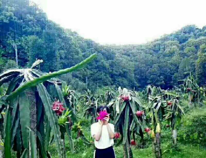 火龍果