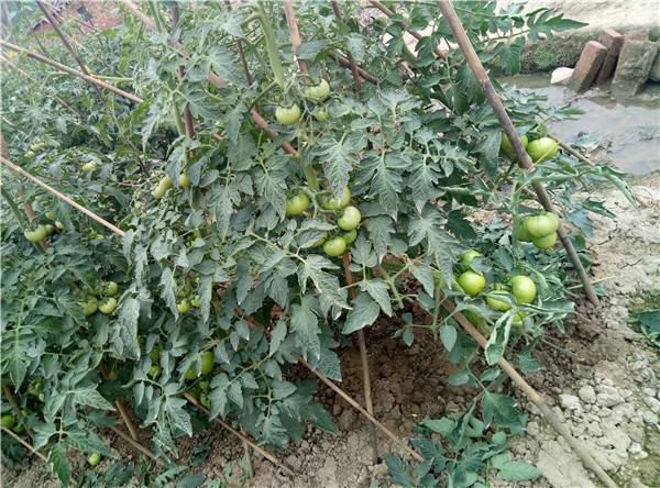 無公害蔬菜