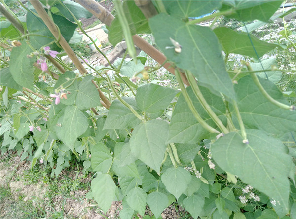 無公害蔬菜