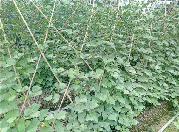 無公害蔬菜