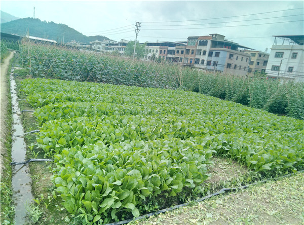 無公害蔬菜