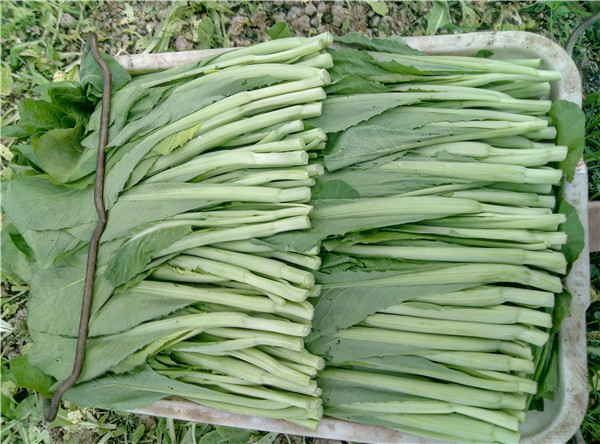 無公害蔬菜