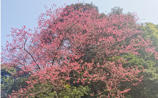 梅州梅江：全省唯一！這是一棵承載紅色故事的百年櫻花“夫妻樹(shù)”