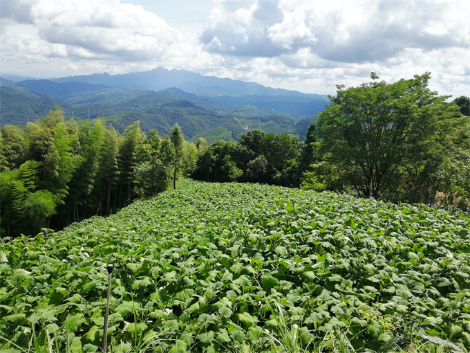 種植基地