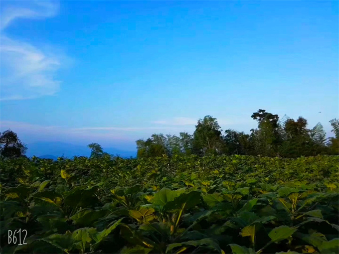 種植基地