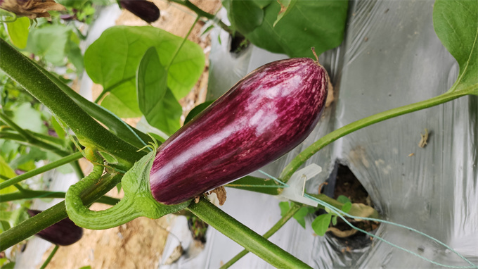 花茄